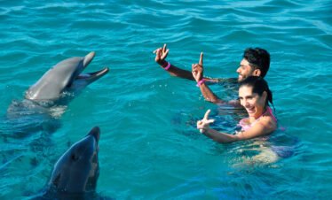 Dolphin Swim