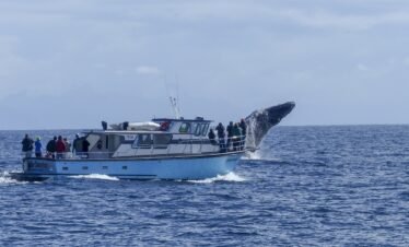 Whale Watching